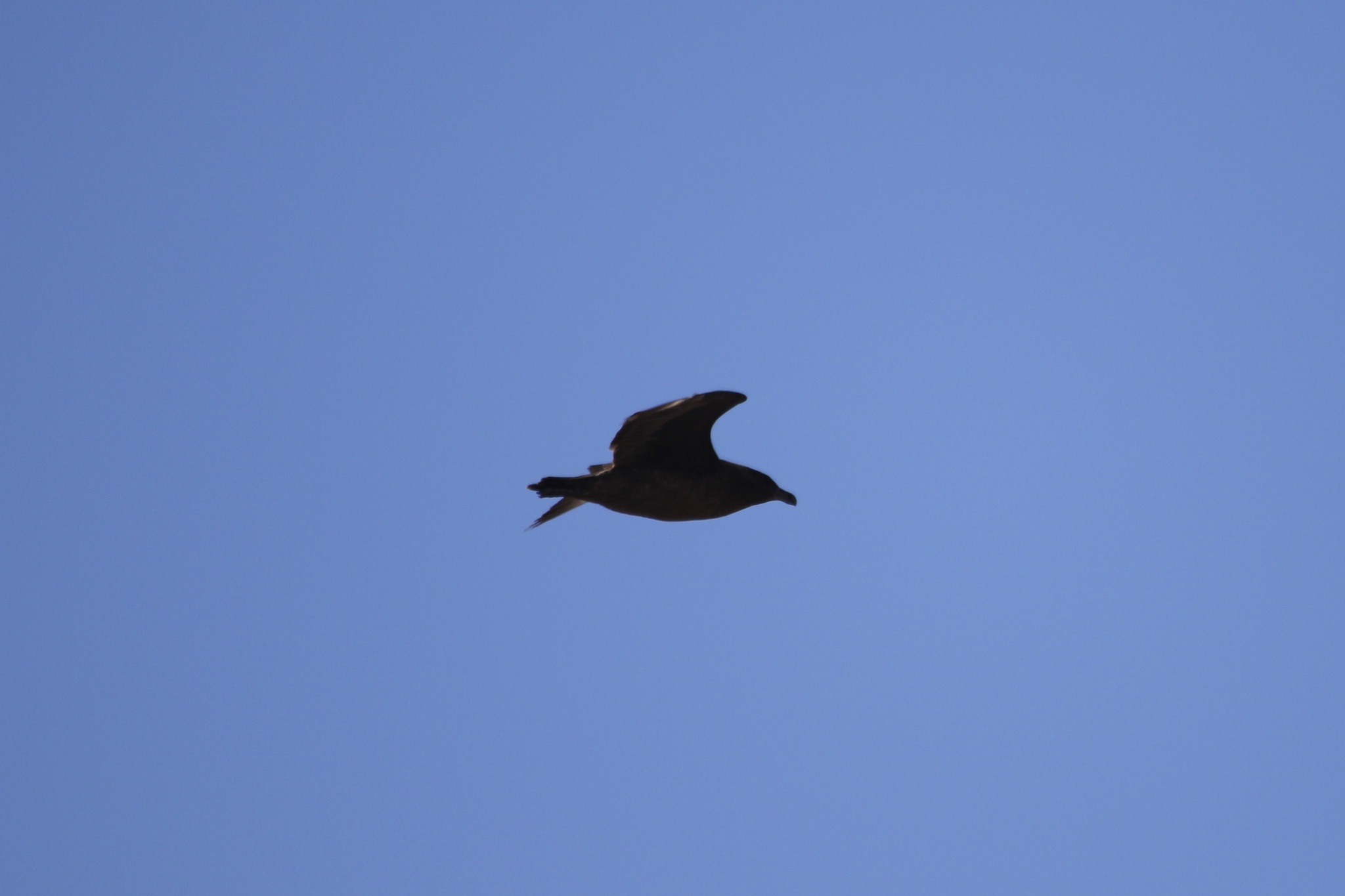 Brown Skua (Stercorarius antarcticus), photo 2