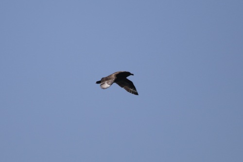 Brown Skua (Stercorarius antarcticus), photo 5