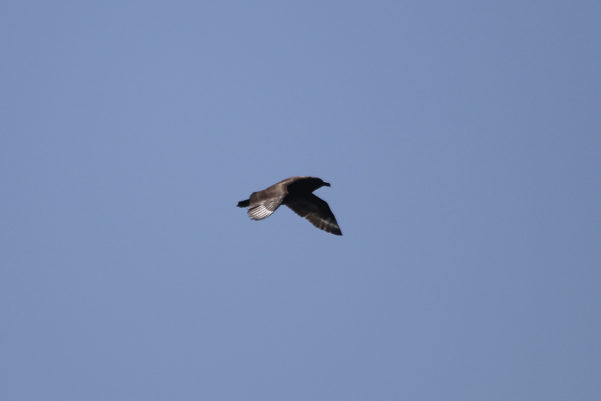 Brown Skua (Stercorarius antarcticus), photo 3
