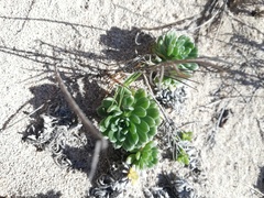 Heliotropium anomalum