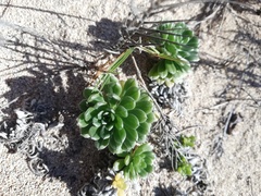 Heliotropium anomalum