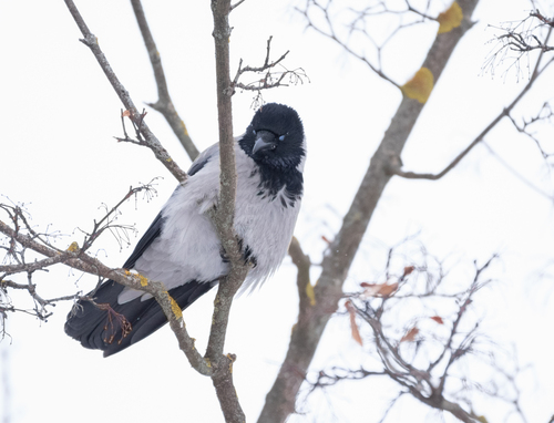 Hooded Crow