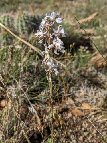 Organ Mountain Larkspur (Delphinium wootonii)
