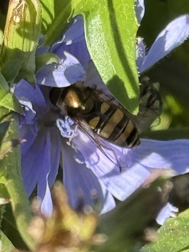 Unknown species found near Northside, Cincinnati, OH, USA