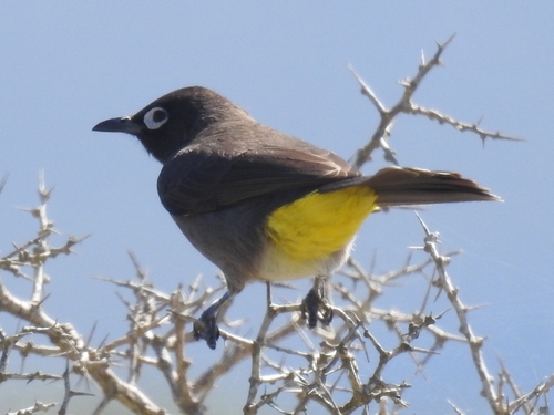 Cape Bulbul (Pycnonotus capensis), photo 5