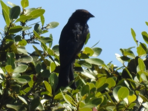 Fork-tailed Drongo (Dicrurus adsimilis)