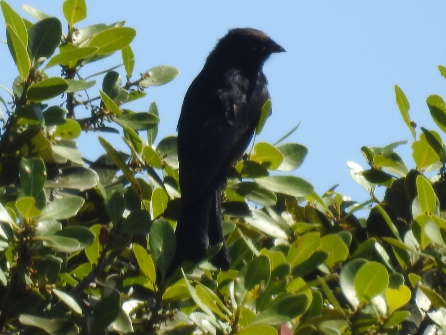 Fork-tailed Drongo (Dicrurus adsimilis), photo 1