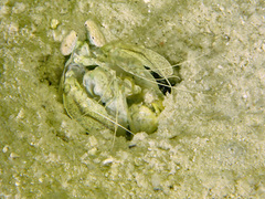 Lysiosquillina maculata