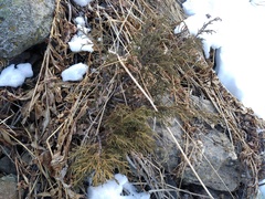 Juniperus pseudosabina