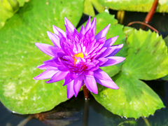 Nymphaea