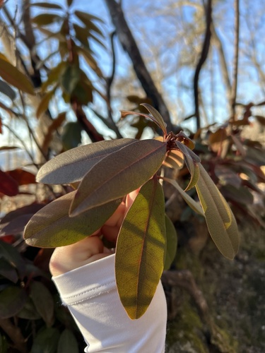 Piedmont rhododendron