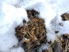 Juniperus pseudosabina