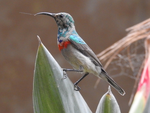 Southern Double-collared Sunbird (Cinnyris chalybeus), photo 4
