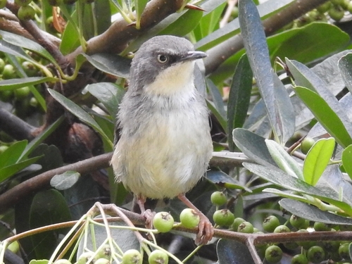 Bar-throated Apalis (Apalis thoracica), photo 2