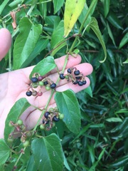 Cissus hastata