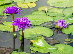 Nymphaea