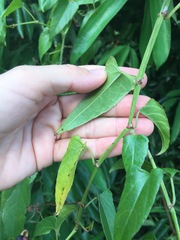 Cissus hastata