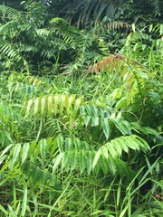 Stenochlaena palustris