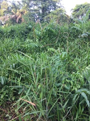 Stenochlaena palustris