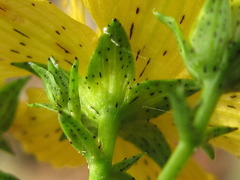 Hypericum erectum