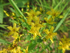 Hypericum erectum