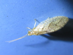 Micromus angulatus