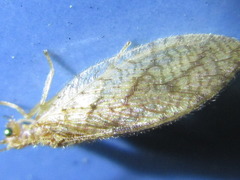 Micromus angulatus