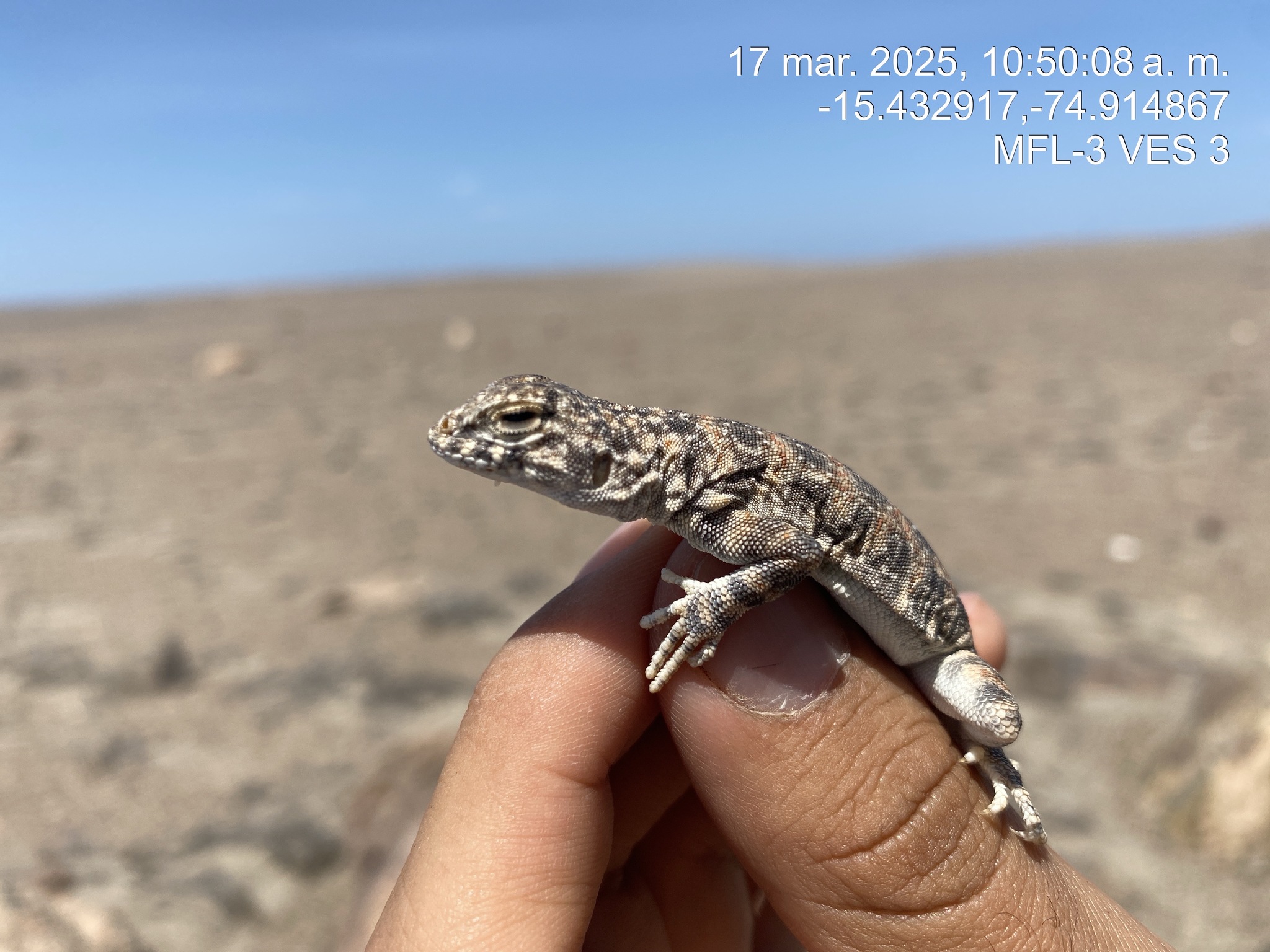 Peruvian Eyelash Iguana photo 3
