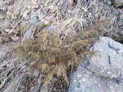 Juniperus pseudosabina