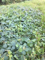 Calopogonium mucunoides