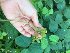 Calopogonium mucunoides