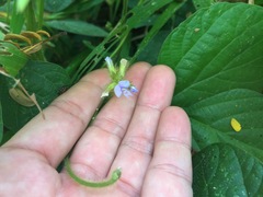 Calopogonium mucunoides