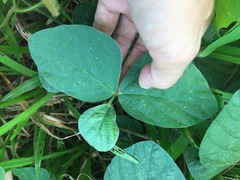 Calopogonium mucunoides