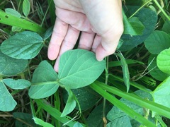 Calopogonium mucunoides
