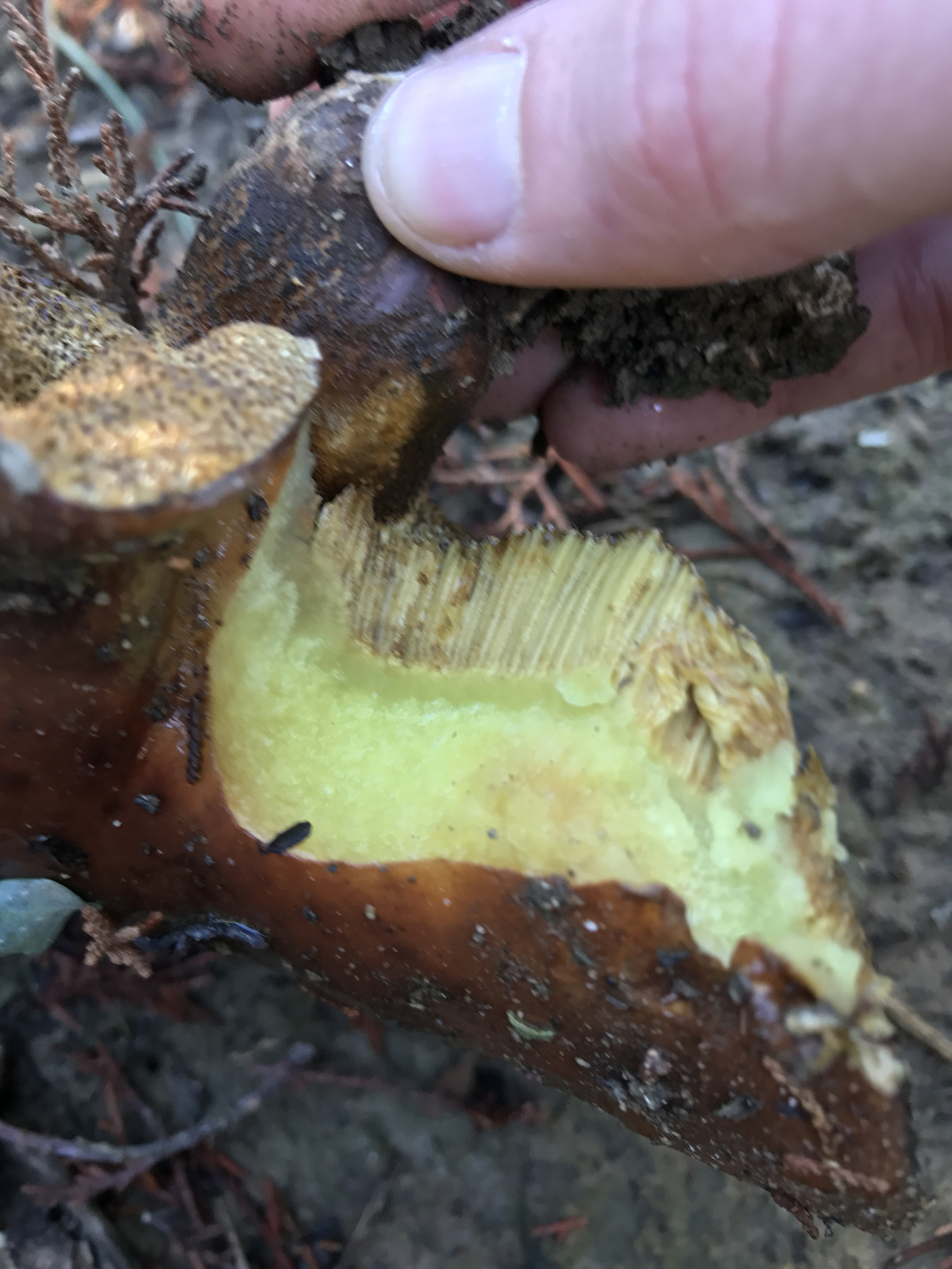 Suillus pungens image