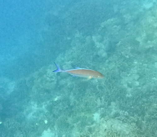 Caranx melampygus