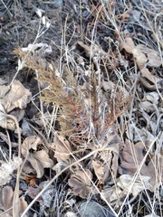 Juniperus pseudosabina