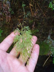 Hymenophyllum pulcherrimum image
