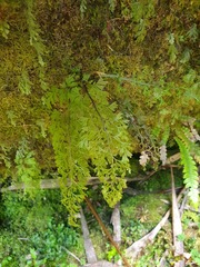 Hymenophyllum pulcherrimum image