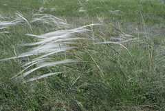 Stipa zalesskyi