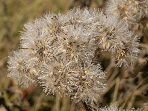 Texas false boneset (Brickellia macranthra)