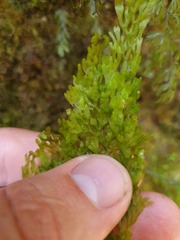 Hymenophyllum pulcherrimum image