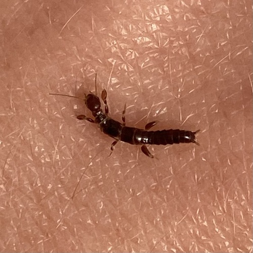 Black Webspinner photo 5