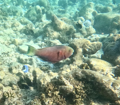 Chlorurus strongylocephalus