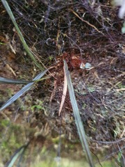 Hymenophyllum pulcherrimum image