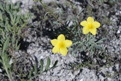 Linum ucranicum