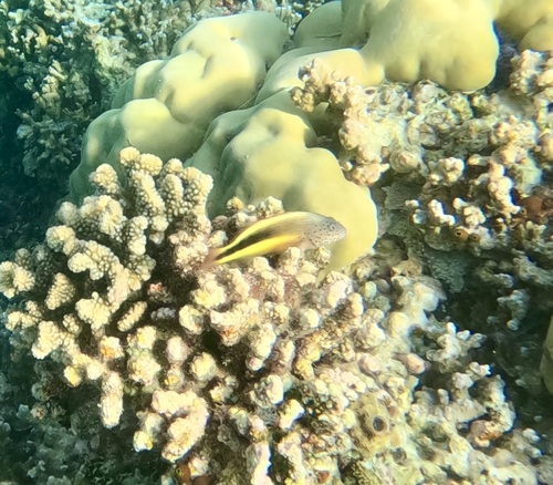 Paracirrhites forsteri