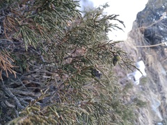 Juniperus pseudosabina