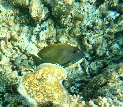 Ctenochaetus striatus