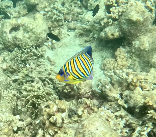 Pygoplites diacanthus